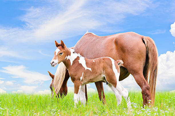 istock Mare and foal with brown white 451589315