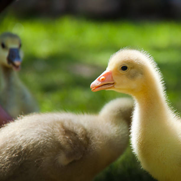 junge gänse - martinsgans fotografías e imágenes de stock