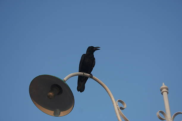 istock Crow On Street lamps 451595447