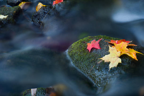 foglia di acero in cascata - japanese maple leaf water japan foto e immagini stock