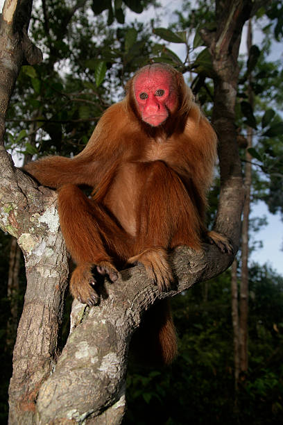 istock Uakari monkey, Cacajao calvus, 451597289