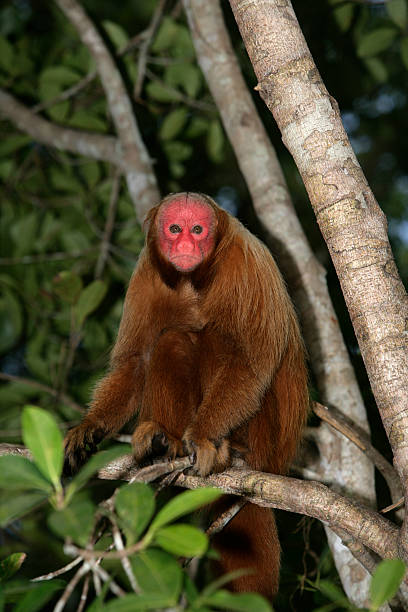istock Uakari monkey, Cacajao calvus, 451597317