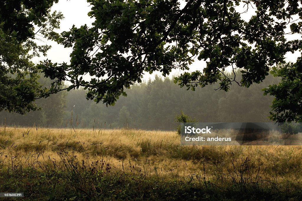 goldenmist001 Morning, golden mist. Fog Stock Photo