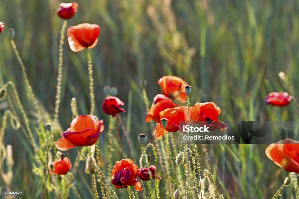 Red poppies of the meadow This beautiful photo, that called the red poppies of the meadow was taken on a joyful summer day. Agricultural Field Stock Photo