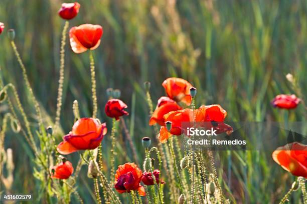 Red Poppies Of The Meadow Stock Photo - Download Image Now - Agricultural Field, Agriculture, Backgrounds