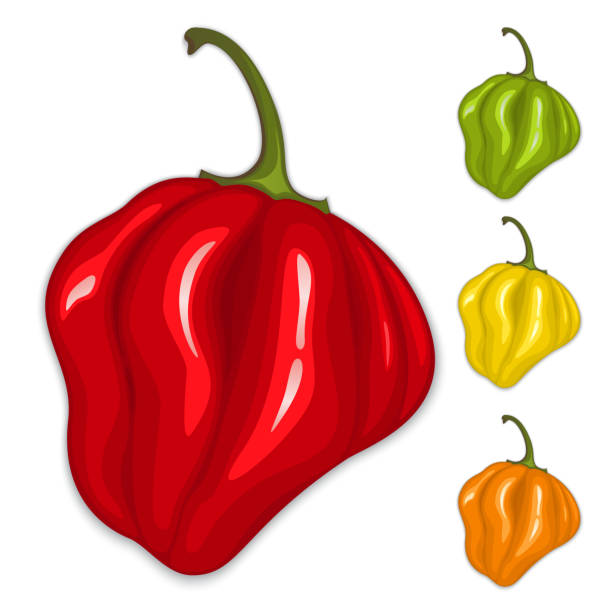 Chili habanero peppers. Isolated vector vector art illustration