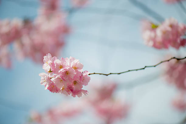 사쿠라 벚꽃 - phila 뉴스 사진 이미지