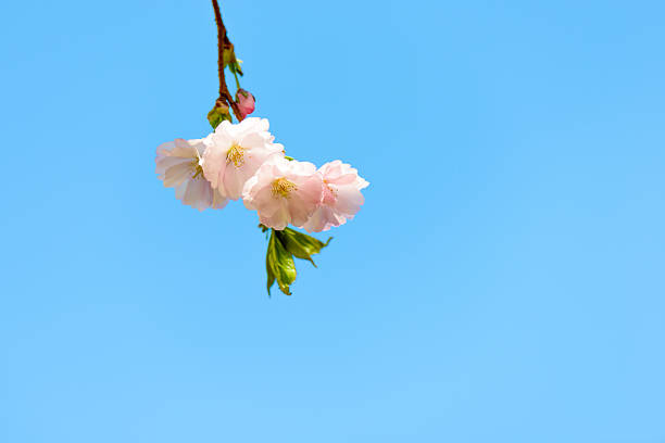 사쿠라 벚꽃 - phila 뉴스 사진 이미지