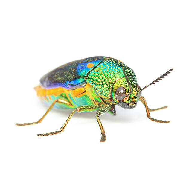 istock Metallic wood-boring beetle. 451604769