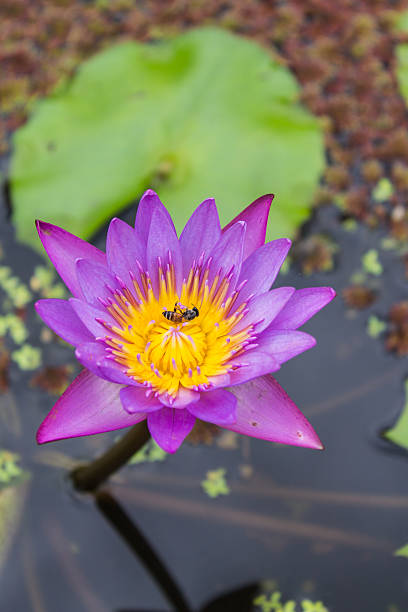 istock lotus in the pond 451605501