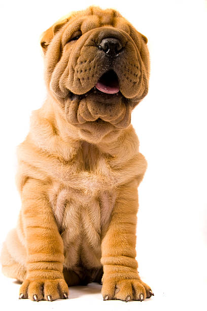 Sharpei dog Funny sharpei puppy isolated on white background mini shar pei puppies stock pictures, royalty-free photos & images
