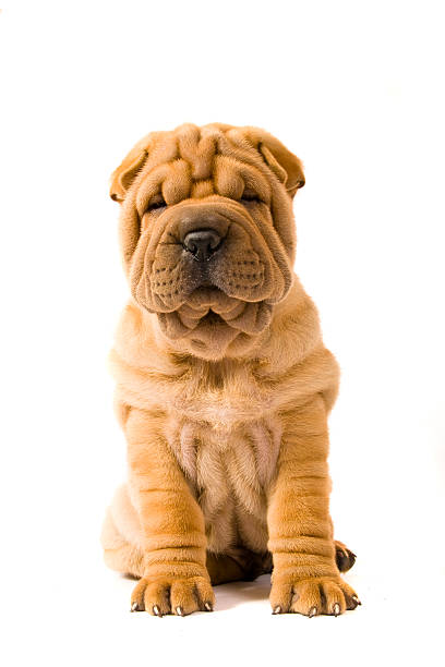 Sharpei dog Funny sharpei puppy isolated on white background mini shar pei puppies stock pictures, royalty-free photos & images