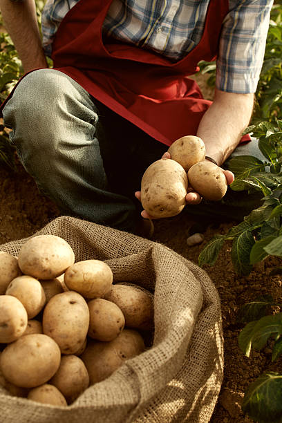 istock farmer looking his potato harvest at field row 451613971