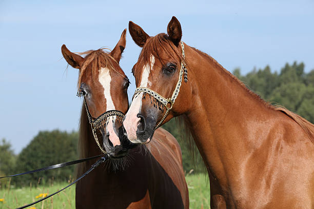 istock Portrait of two nice arabian horses 451613995