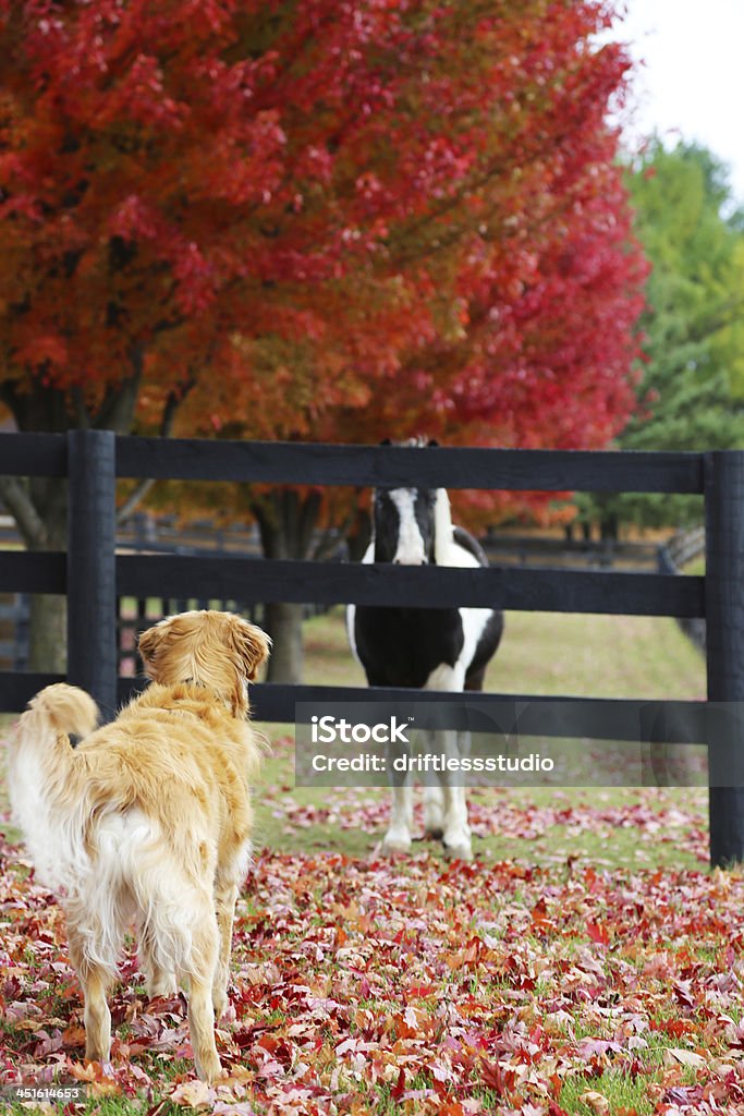 Hund, die das Spiel mit Pferd im Herbst Blätter - Lizenzfrei Herbst Stock-Foto