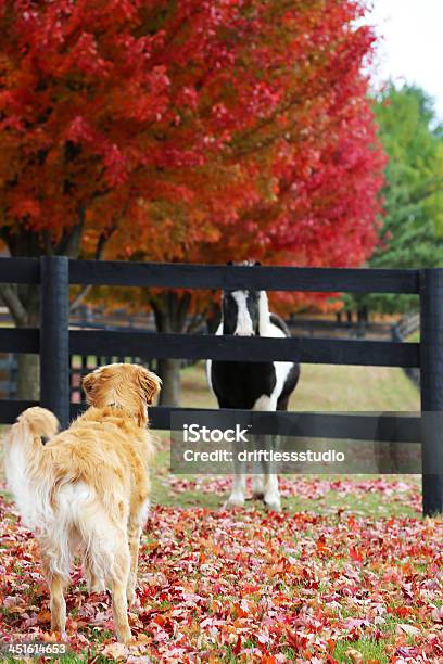 Hund Die Das Spiel Mit Pferd Im Herbst Blätter Stockfoto und mehr Bilder von Herbst - Herbst, Pferd, Tier