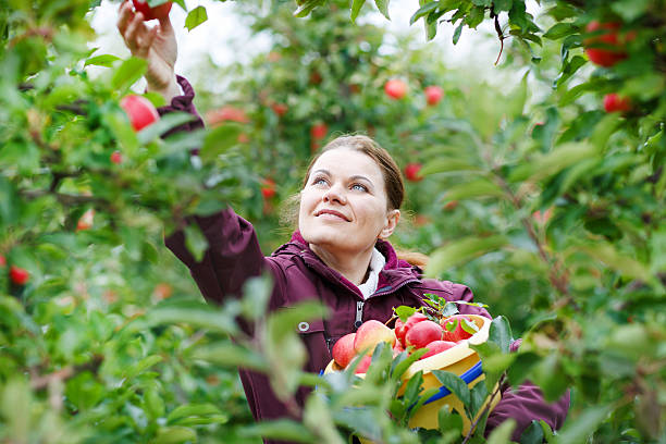 istock Young woman picking red apples in an orchard 451614777