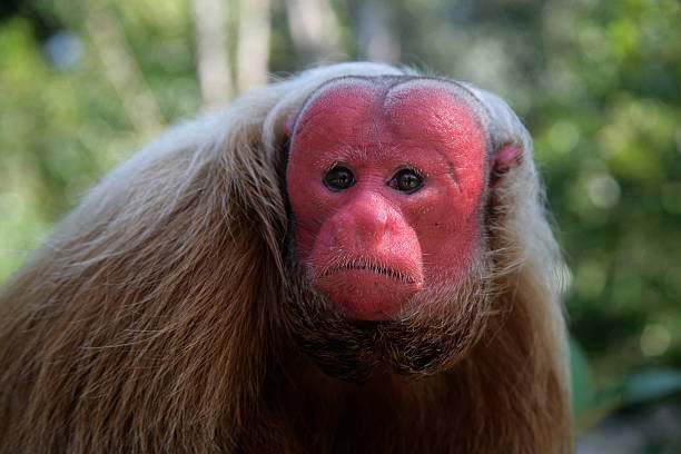 istock Uakari monkey, Cacajao calvus, 451615343