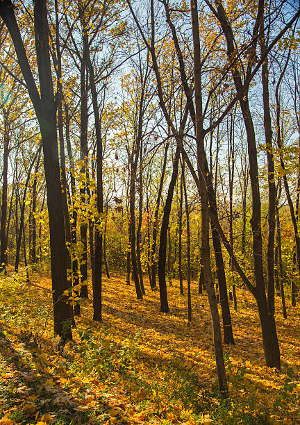 istock Beautiful landscape of autumn forest 451617641