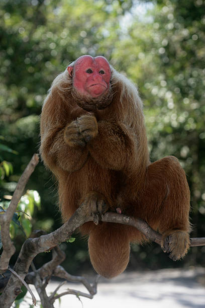 istock Uakari monkey, Cacajao calvus, 451621635