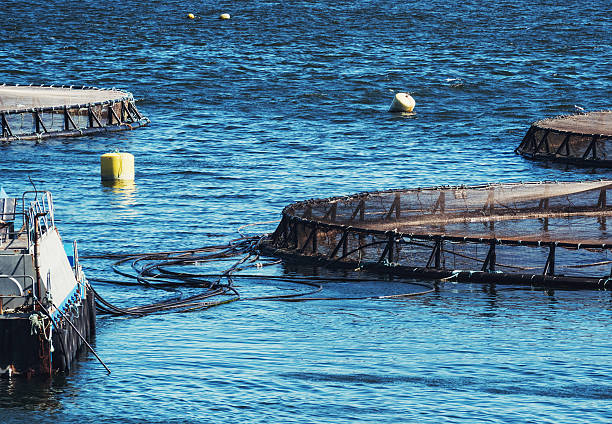 istock Aquaculture Barge and Wiers 451622693