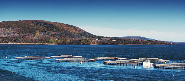 da aquicultura panorâmica - horizontal nova scotia bay of fundy bay imagens e fotografias de stock