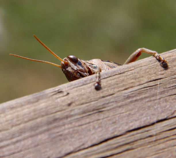 Grasshopper Peeking This guy accommodated me by showing different angles of himself while keeping an eye on me. orthoptera stock pictures, royalty-free photos & images