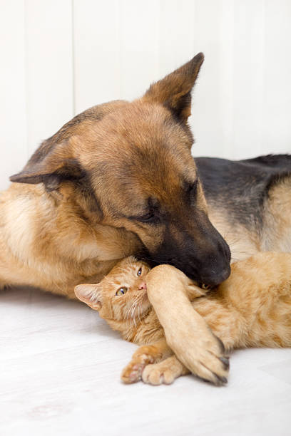 istock German Shepherd Dog and cat together 451627613