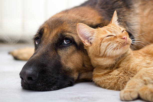 Close-up German Shepard laying next to cat