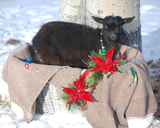 LITTLE BERNIE , THE GOAT IS ALL DECKED OUT FOR CHRISTMAS, HE LOVES TO PLAY IN THE SNOW AND GET HIS PICTURE TAKEN. HE IS QUITE THE LITTLE HAM.