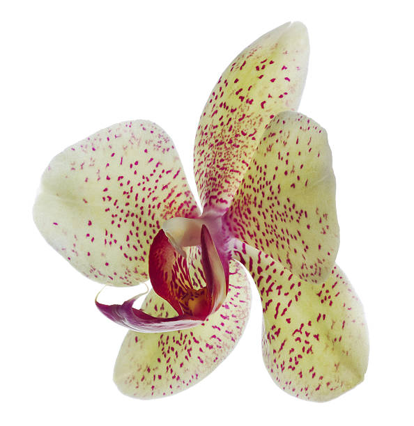 シングルライトグリーンの蘭の花にピンクのスポット - orchid flower single flower green ストックフォトと画像