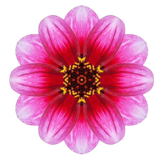 istock Kaleidoscopic Dahlia Flower Mandala  Isolated on White 451629469