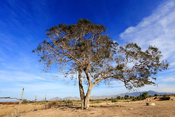 baum auf dem sand field - phan rang stock-fotos und bilder