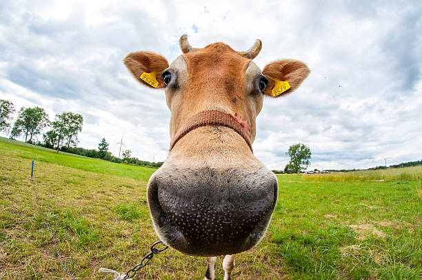 istock Jersey cow in the meadow 451630373