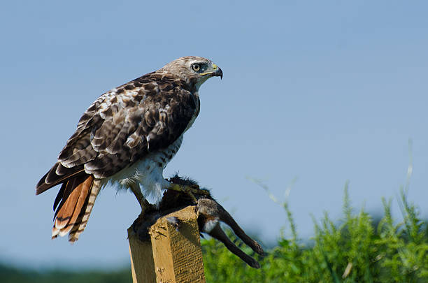 águila de cola roja con capturar rapiña - boa de cola roja fotografías e imágenes de stock