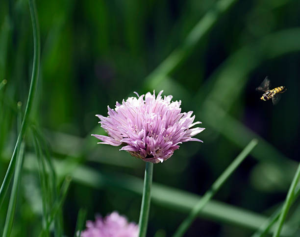 Organic chive flower stock photo