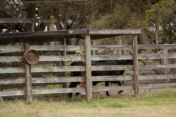 istock Cow coming out of the corral 451632257