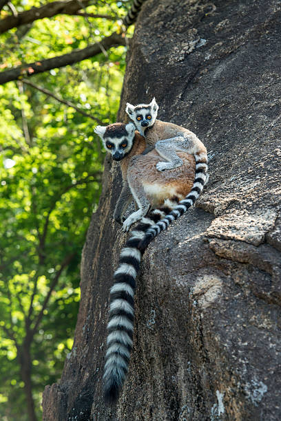 A mother and baby Ring-tailed Lemur (Lemur catta), shot in wildlife in Anja Reservat, Madagascar. This lemur, mostly called CATTA is a large strepsirrhine primate and the most recognized lemur due to its long, black and white ringed tail. As all lemurs it is endemic to the island of Madagascar, Africa. 
