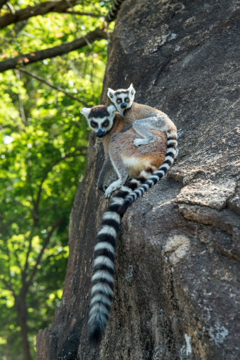 Ring-tailed lemur mother hugging her baby.