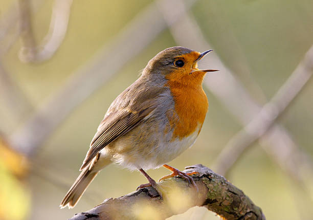 istock Red-breasted robin Erithacus rubecula sings an autumn song 451633211