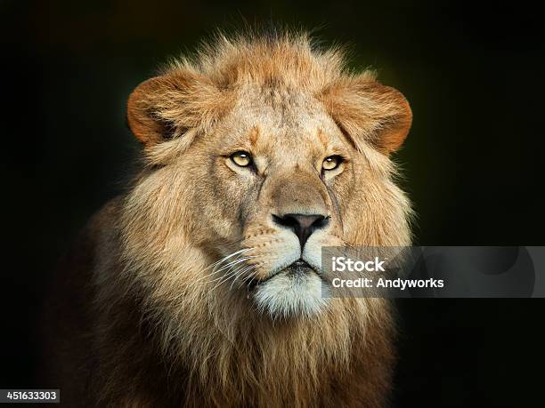 Wunderschöne Starke Männliche Löwe Stockfoto und mehr Bilder von Löwe - Großkatze - Löwe - Großkatze, Porträt, Vorderansicht