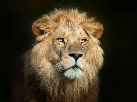Beautiful strong male lion in the evening sun in front of a dark green background.