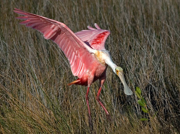 istock Closeup of a Spoonbill Flying Towards the Camera 451636991