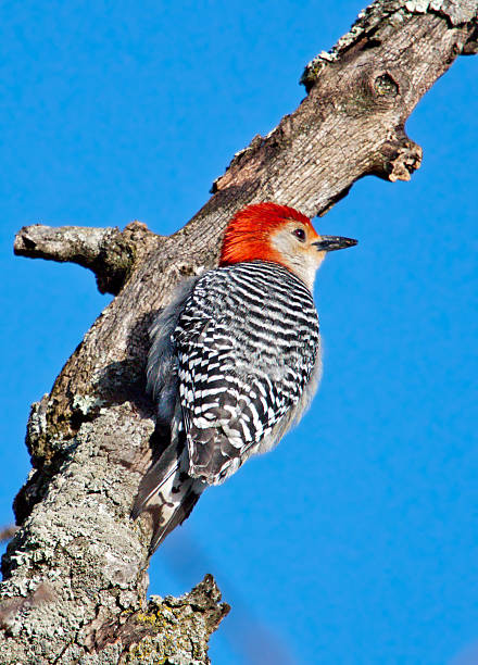 istock Red-bellied woodpecker 451639445