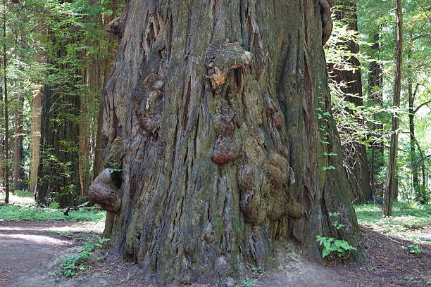 istock Humboldt Redwood Burl 451639715
