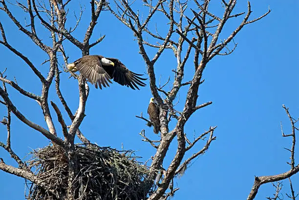 Medium shot of a pair of eagles, one sitting, one flying away from their nest, isolated against a deep blue sky