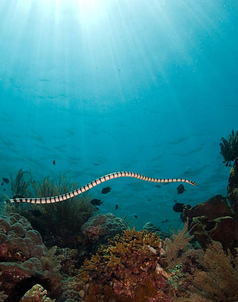 istock Sea ​​snake among the corals 451645391