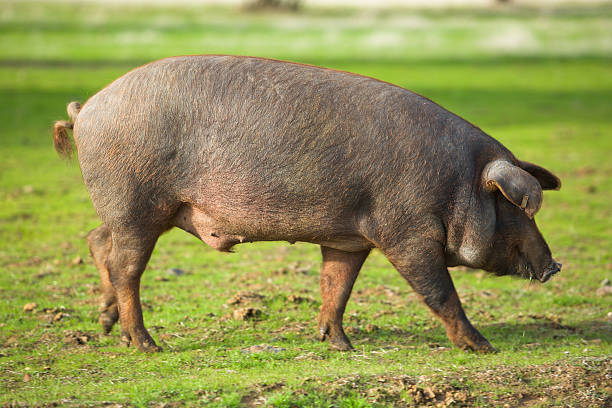 istock Male iberian pig 451654221