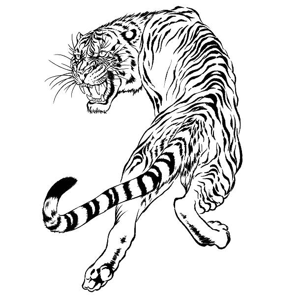 bildbanksillustrationer, clip art samt tecknat material och ikoner med black and white drawing of a japanese tiger - sumatratiger