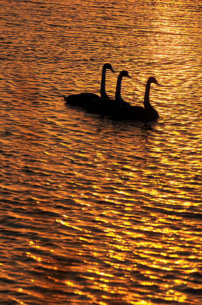 istock The Yellow River wetland 451658387